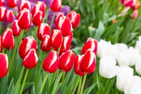 Vibrant colorful holiday or birthday background with beautiful red and white tulips flowerbedの写真素材
