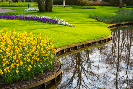 Flower bed with yellow daffodil flowers blooming in spring garden and waterの写真素材