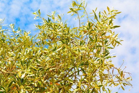 Summer vacation background Summer vacation background with olive leaves and blue cloudy sky, Greece