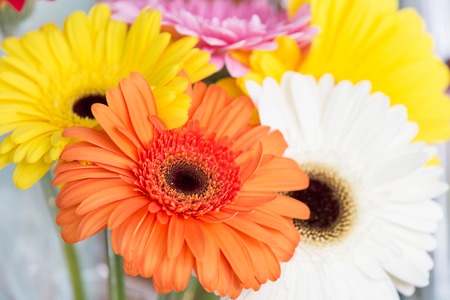 Flowers holiday or birthday background of colorful gerber close-upの写真素材