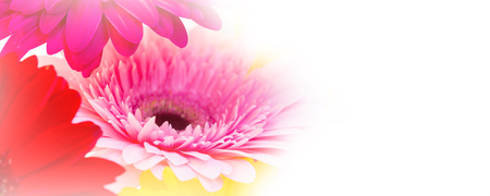 Flowers holiday or birthday panoramic background of colorful gerber close-upの写真素材