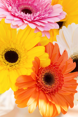 Flowers holiday or birthday panoramic background of colorful gerber close-upの写真素材