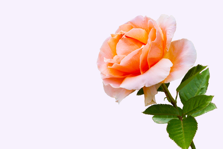 Close-up beautiful rose flower summer holiday post cardの写真素材