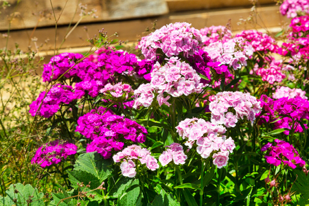 pink and purple flowers summers holiday nature backgroundの写真素材