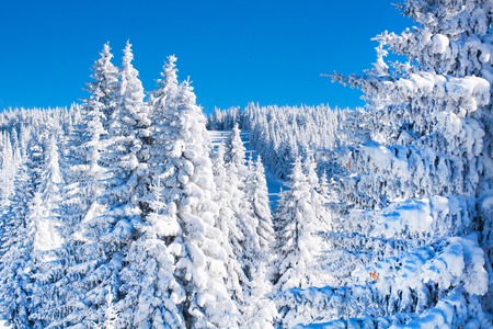 Vibrant winter vacation background with pine trees covered by heavy snow against blue sky with copy spaceの写真素材