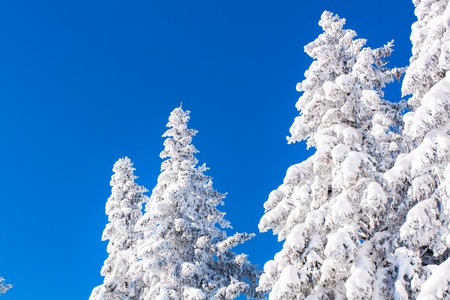 Vibrant winter vacation background with pine tree covered by heavy snow against blue sky with copy spaceの写真素材