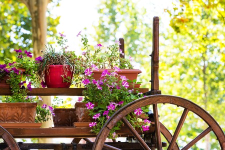 Old wooden cart with pink petunia colorful flowers with copy spaceの写真素材