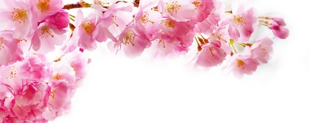 Panorama with beautiful pink flower cherry blossom, sakuraの写真素材