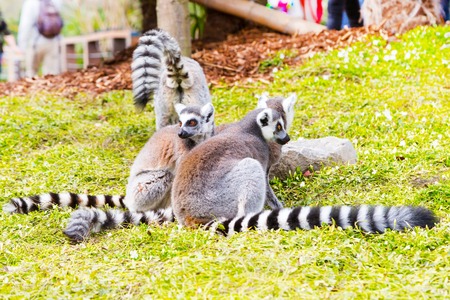 Funny sitting Ring-tailed lemur aka Lemur catta group close upの写真素材