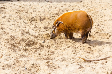 Orange color red river hog digging the sandの写真素材