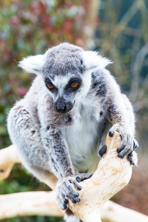 Ring-tailed lemur aka Lemur catta  face close up portrait on green backgroundの写真素材