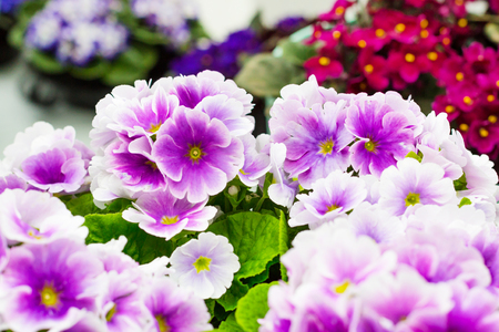 Colorful holiday or birthday background with beautiful closeup Viola or Pansy flowersの写真素材