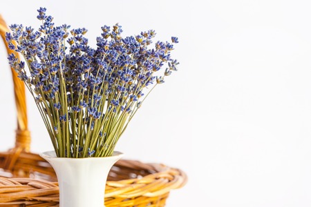 Bunch of dry wild mountain lavender flowers in vase on white backgroundの写真素材