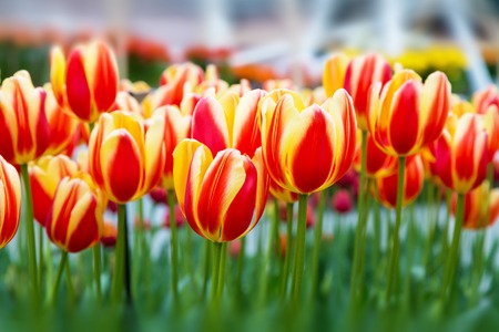 Colorful flowerbed with red, yellow tulips, spring flower gardenの写真素材
