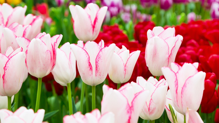 Vibrant colorful panoramic holiday or birthday background with beautiful closeup white with pink tulips flowerbedの写真素材