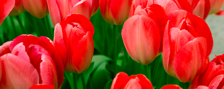 Vibrant colorful panoramic holiday or birthday background with beautiful closeup red tulips flowerbedの写真素材