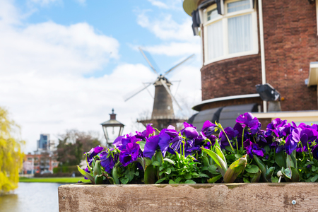 Traditional windmill and flowers, Holland background with copy spaceの写真素材