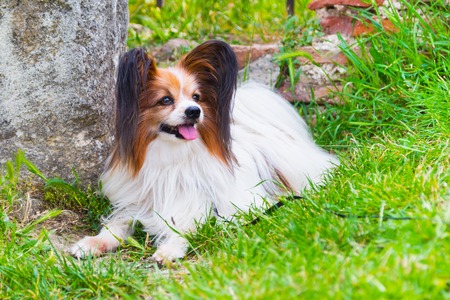 Portrait of cute Papillon dog lying in the green grassの写真素材