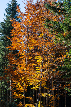 Vibrant Background with Beautiful autumn yellow orange trees in forest lightened by sunの写真素材
