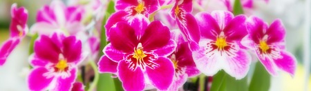 Panoramic banner background with beautiful close up white and purple orchid flowersの写真素材