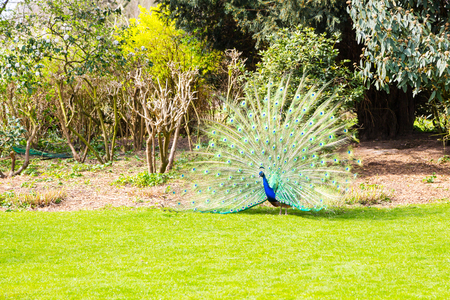 Portrait of the beautiful male peacock with spread tail feathersの写真素材