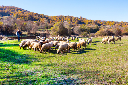 Makedonska Kamenica, Republic of Macedonia - October 29, 2016: Flock of sheep grazing on hillside and shepardのeditorial素材
