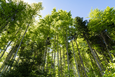 Looking up green summer trees forest background and sun between trunks, blue skyの写真素材
