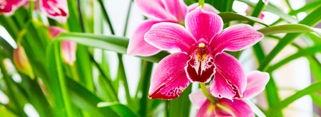 Panoramic holiday background with beautiful close up pink, purple and white orchid flowerの写真素材