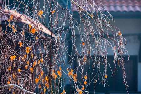 Snow frost covered birch branch with last yellow leavesの写真素材