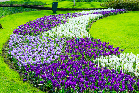 Colorful purple and lilac crocus flowers blossom in spring gardenの写真素材
