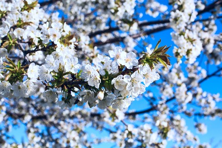 The branch of apple flower blossom on the background of blue sky.の写真素材