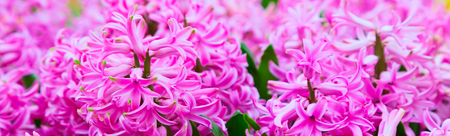 Spring banner background with pink Hyacinth flowers flowerbed in the gardenの写真素材