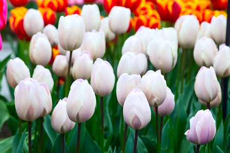 holiday or birthday background with beautiful white tulips flowerbedの写真素材