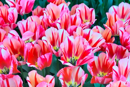 holiday or birthday background with beautiful colorful red tulips flowerbedの写真素材