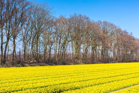 Field of yellow daffodil flowers blooming in spring panoramic background textureの写真素材
