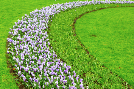 Colorful white, yellow and purple Crocus flowers blossom in spring gardenの写真素材