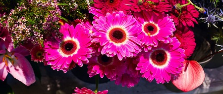 Flower wedding holiday decoration, beautiful purple pink gerbera flowers blooming bouquetの写真素材
