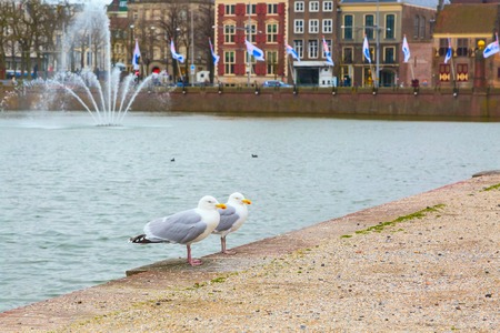 Two seagulls and street view with dutch houses and lake in Hague, Holland on the backgroundの写真素材