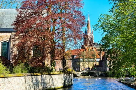 Canal and bridge view, white swans, colorful spring trees and church tower in popular belgian destinationの写真素材