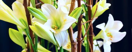 holiday or birthday banner panoramic background with white lily flower blossom decoration on black closeupの写真素材