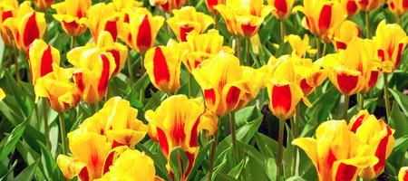 yellow and red tulips with water drops, flowerbed after rain postcard, holiday backgroundの写真素材