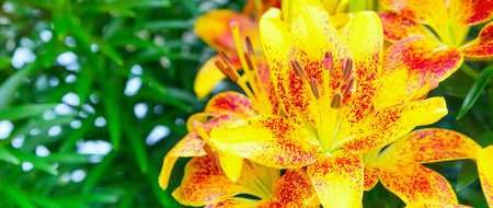 holiday or birthday banner background with beautiful yellow and red lily flower blossom close upの写真素材