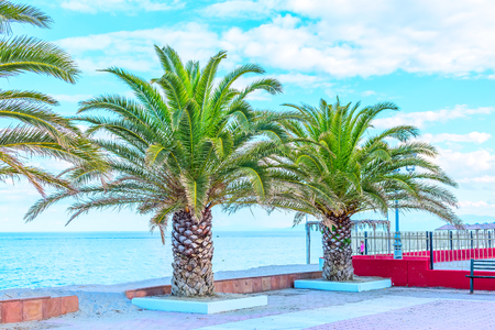 Tropical summer vacation background with palm trees on blue skyの写真素材