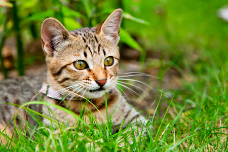 Little kitten at the meadow among the flowersの写真素材