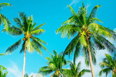 Tropical summer vacation banner background with coconut palm trees on blue skyの写真素材