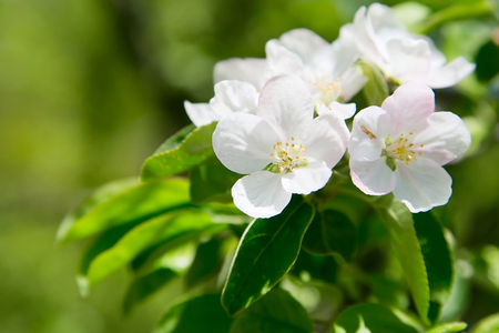 apple blossom white flowers and green leafs spring backgroundの写真素材