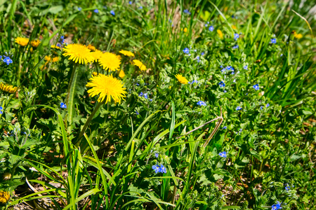 Dandelion flowers and green grass at summer meadow spring or summer nature backgroundの写真素材