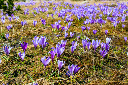 Spring background with field of blooming crocuses spring flowersの写真素材
