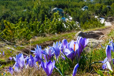 Spring background with close-up group of blooming crocuses spring flowersの写真素材