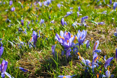 Spring background with close-up group of blooming crocuses spring flowersの写真素材